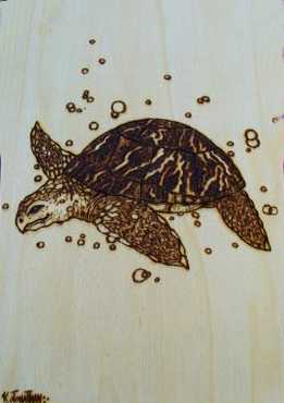 Sea Turtle