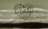 Heart of Birds